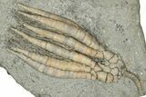 Fossil Crinoid Plate (Two Species) - Crawfordsville, Indiana #359216-1